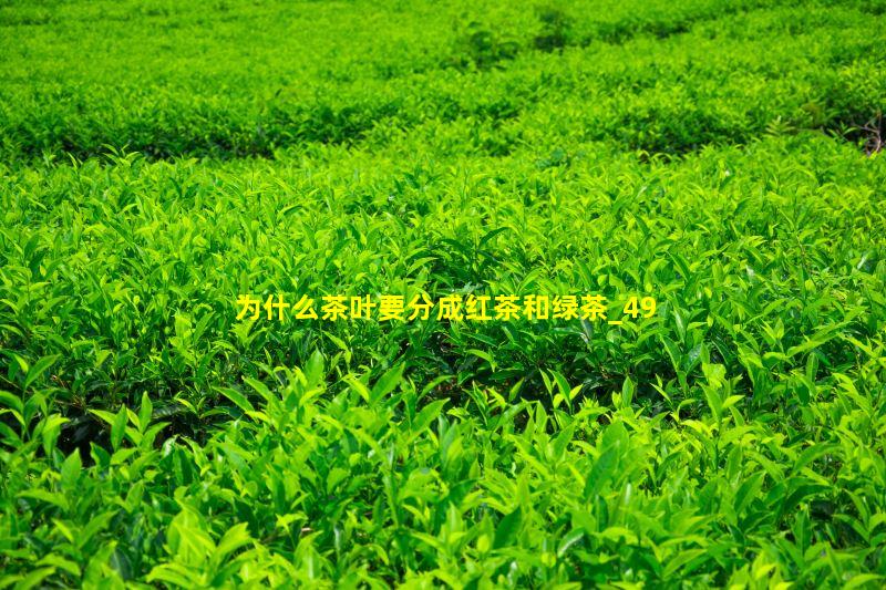 为什么茶叶要分成红茶和绿茶