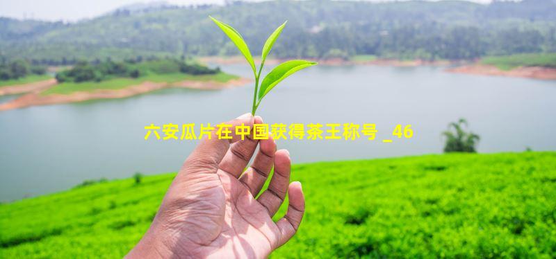 六安瓜片在中国获得茶王称号 