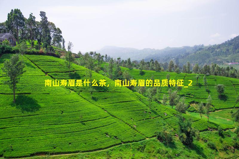 南山寿眉是什么茶，南山寿眉的品质特征