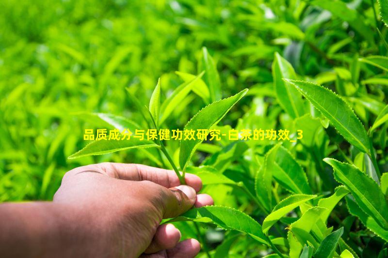 品质成分与保健功效研究-白茶的功效