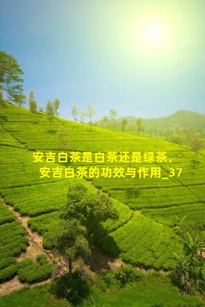 安吉白茶是白茶还是绿茶，安吉白茶的功效与作用