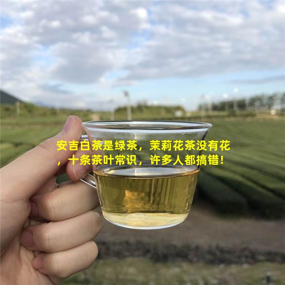 安吉白茶是绿茶，茉莉花茶没有花，十条茶叶常识，许多人都搞错！