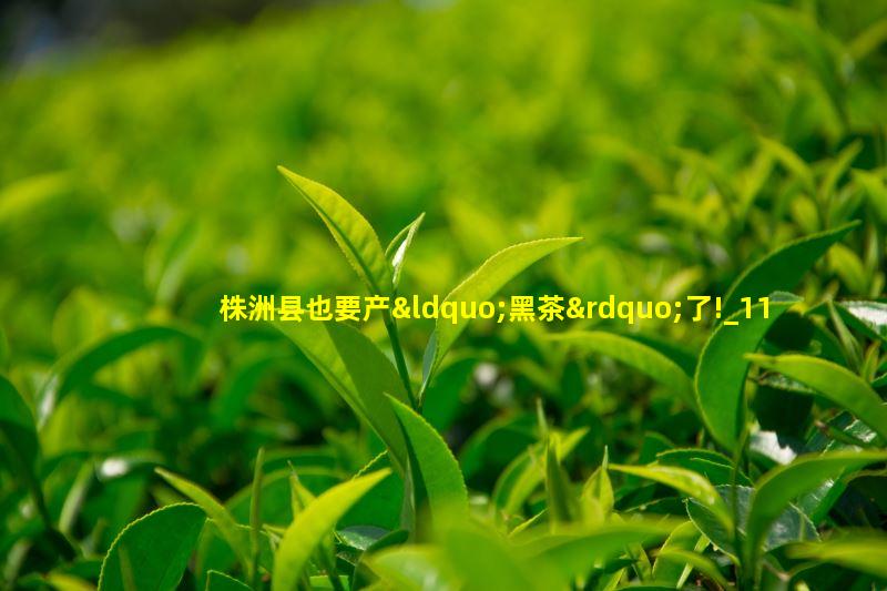 茶农用机械设备采摘新鲜的夏茶