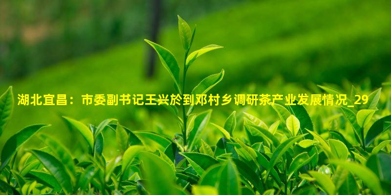 为邓村茶产业发展作指导