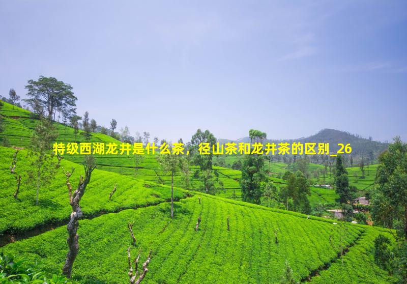 特级西湖龙井是什么茶，径山茶和龙井茶的区别