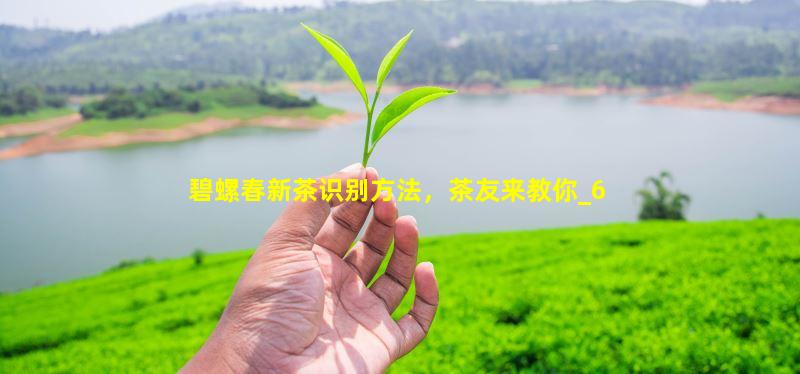 碧螺春新茶识别方法，茶友来教你