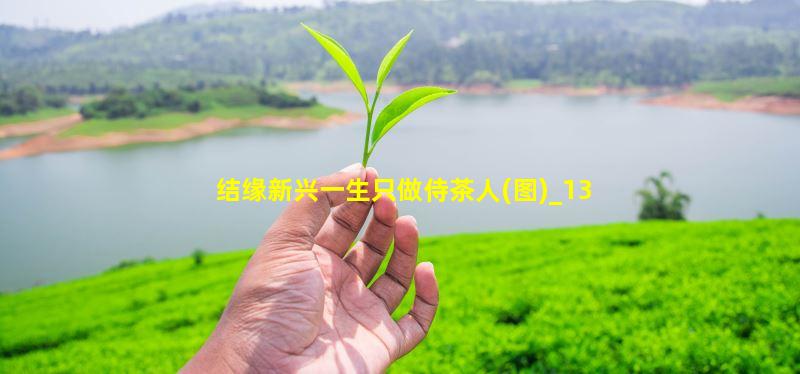 陈杖洲正在茶场里检查茶树的种植情况。谭笑