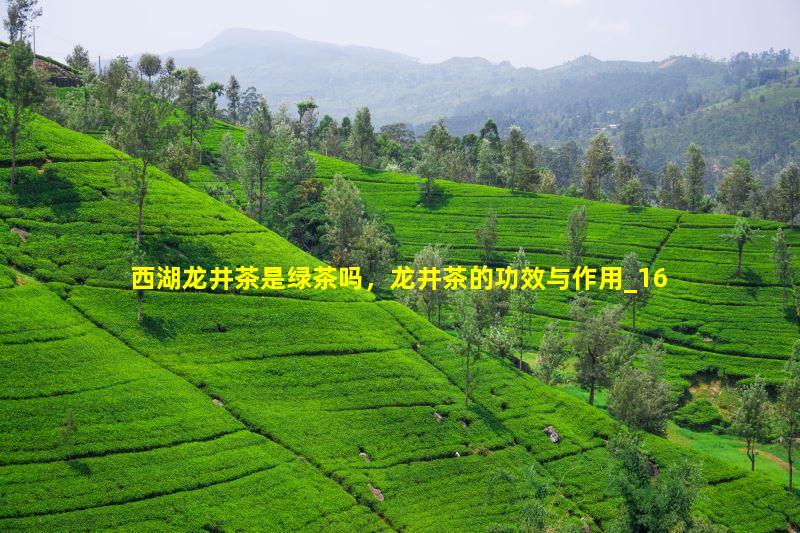 西湖龙井茶是绿茶吗，龙井茶的功效与作用